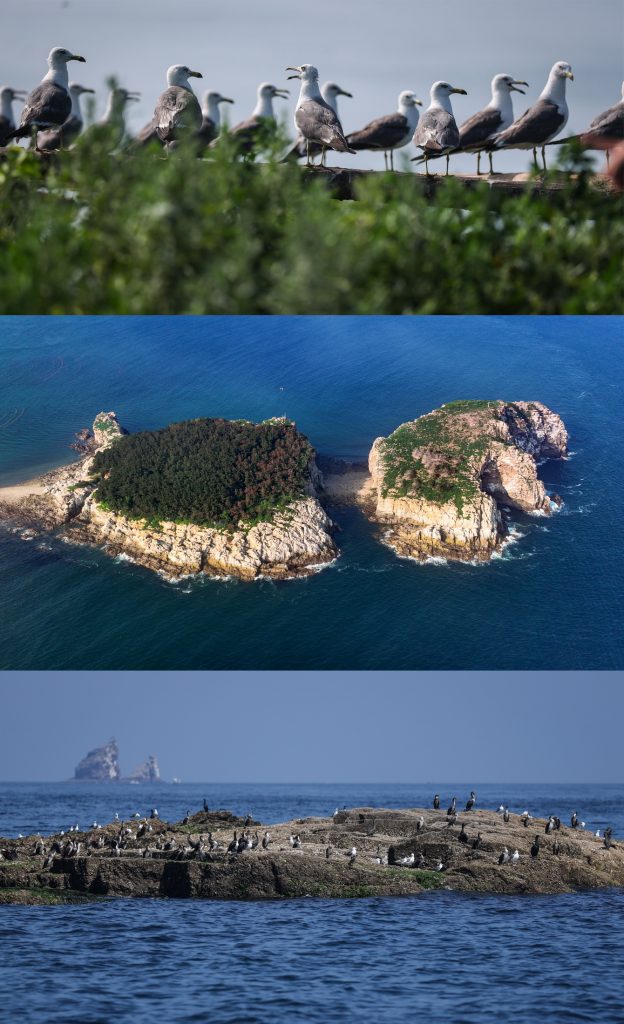 จีนเฮ! “ถิ่นอาศัยของนกอพยพหมู่เกาะฉางซาน” คว้ามรดกโลก